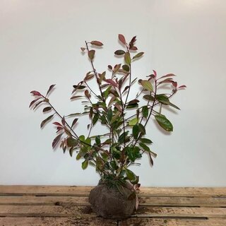 Ca. 40x Glansmispel Photinia fraseri ‘Red robin’ 100-120 centimeter (e